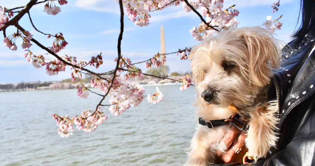 Dog at cherry blossoms